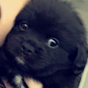 Meet your Posher, Violet